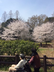 春の散歩　写真